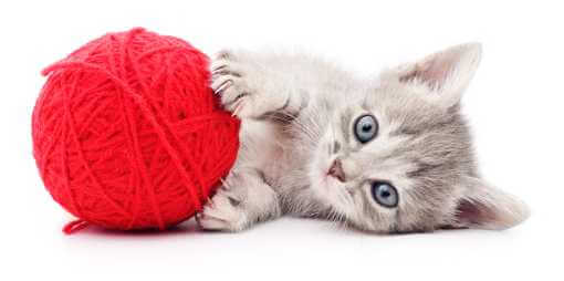 Kitten and Ball of Yarn